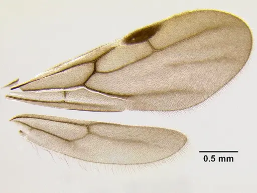 Stenamma lobinodus specimen CASENT0605697 image casent0605697_4