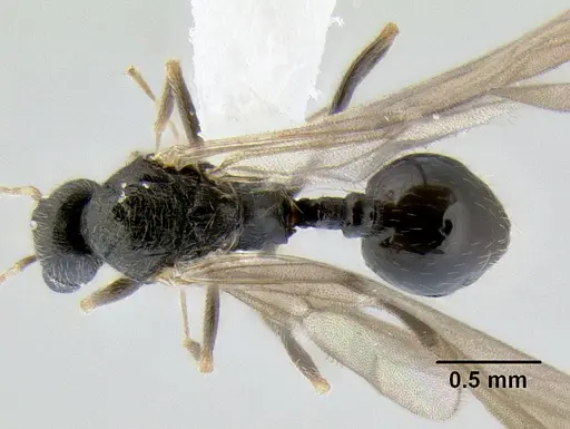Stenamma lobinodus specimen CASENT0605698 image casent0605698_1