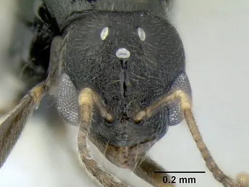 Stenamma lobinodus specimen CASENT0605698 image casent0605698_2