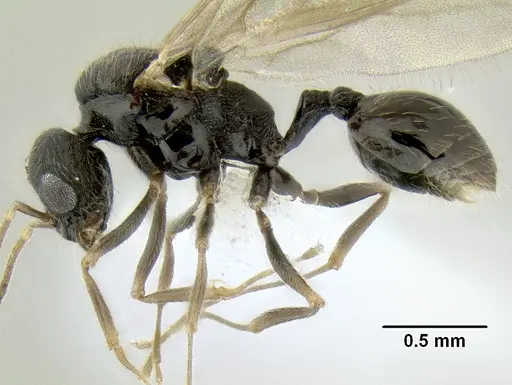 Stenamma lobinodus specimen CASENT0605698 image casent0605698_3