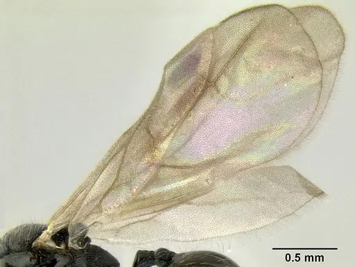 Stenamma lobinodus specimen CASENT0605698 image casent0605698_4