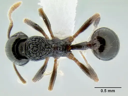 Stenamma lobinodus specimen CASENT0605814 image casent0605814_1