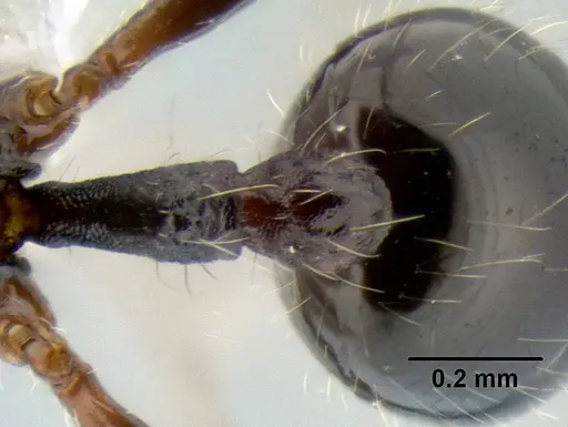 Stenamma lobinodus specimen CASENT0605814 image casent0605814_2