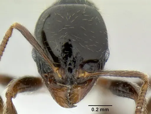Stenamma lobinodus specimen CASENT0605814 image casent0605814_3