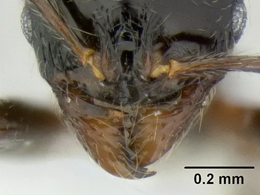 Stenamma lobinodus specimen CASENT0605814 image casent0605814_4