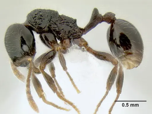 Stenamma lobinodus specimen CASENT0605814 image casent0605814_5