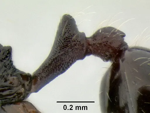 Stenamma lobinodus specimen CASENT0605814 image casent0605814_6