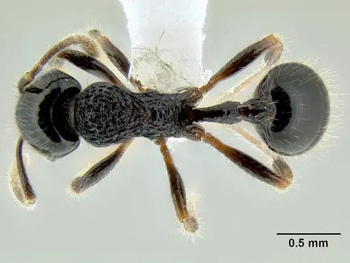 Stenamma lobinodus specimen CASENT0622422 image casent0622422_1