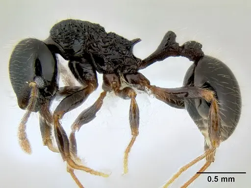 Stenamma lobinodus specimen CASENT0622422 image casent0622422_3