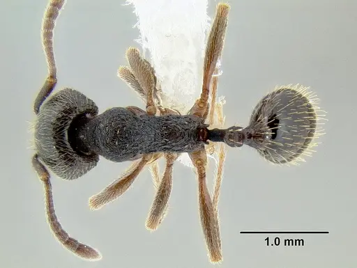 Stenamma longinoi specimen JTLC000007475 image jtlc000007475_1