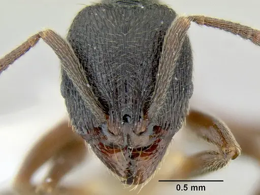 Stenamma longinoi specimen JTLC000007475 image jtlc000007475_2