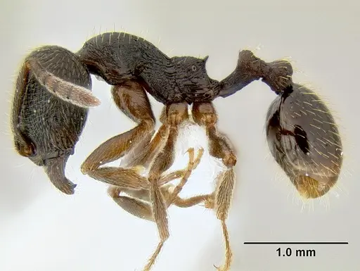 Stenamma longinoi specimen JTLC000007475 image jtlc000007475_3