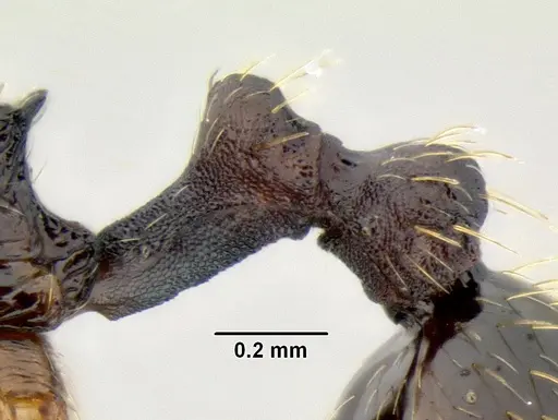Stenamma longinoi specimen JTLC000007475 image jtlc000007475_4