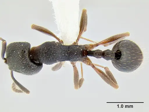 Stenamma longinoi specimen JTLC000007476 image jtlc000007476_1