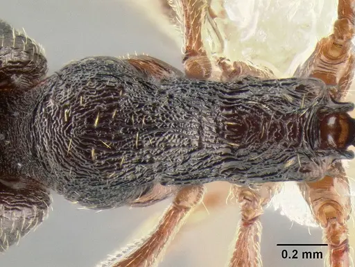 Stenamma longinoi specimen JTLC000007476 image jtlc000007476_2
