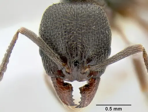 Stenamma longinoi specimen JTLC000007476 image jtlc000007476_3