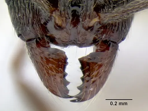 Stenamma longinoi specimen JTLC000007476 image jtlc000007476_4