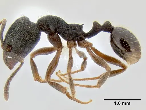 Stenamma longinoi specimen JTLC000007476 image jtlc000007476_5