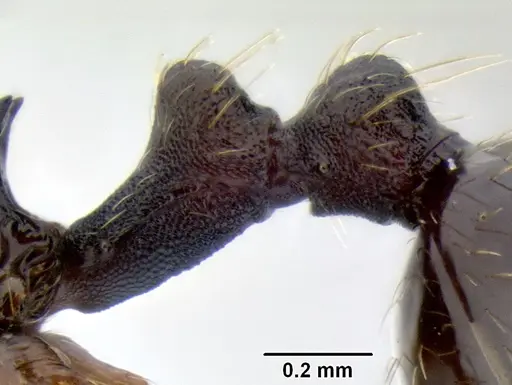 Stenamma longinoi specimen JTLC000007476 image jtlc000007476_6