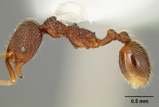 Stenamma manni specimen CASENT0126029 image casent0126029_2