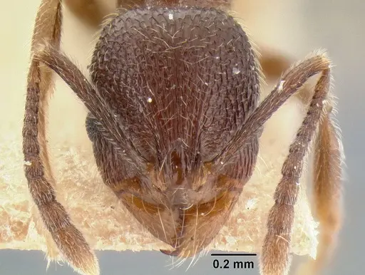 Stenamma manni specimen CASENT0126265 image casent0126265_2