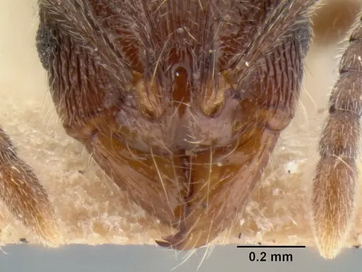 Stenamma manni specimen CASENT0126265 image casent0126265_3