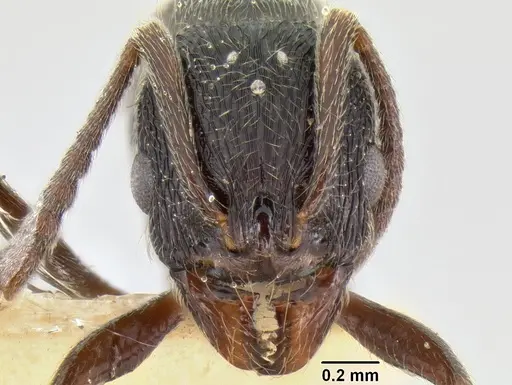 Stenamma manni specimen CASENT0126273 image casent0126273_2