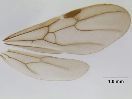 Stenamma manni specimen CASENT0126273 image casent0126273_4