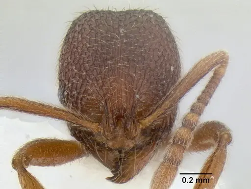 Stenamma manni specimen CASENT0126280 image casent0126280_2