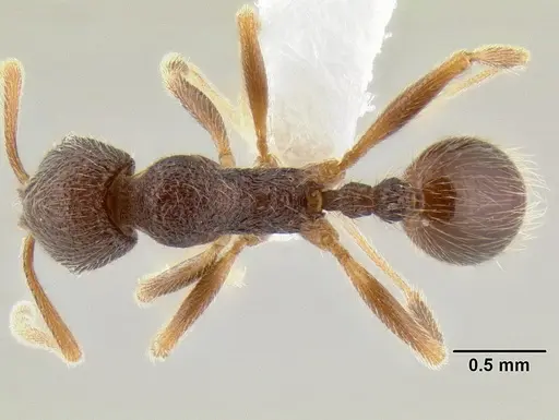 Stenamma manni specimen CASENT0194011 image casent0194011_1