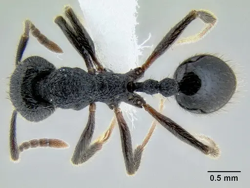 Stenamma manni specimen CASENT0604730 image casent0604730_1