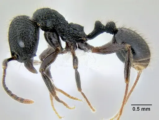 Stenamma manni specimen CASENT0604730 image casent0604730_3