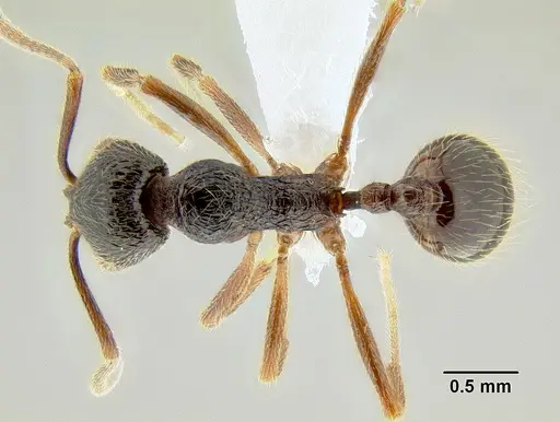 Stenamma manni specimen CASENT0604893 image casent0604893_1
