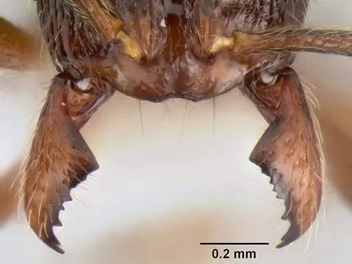 Stenamma manni specimen CASENT0604893 image casent0604893_3