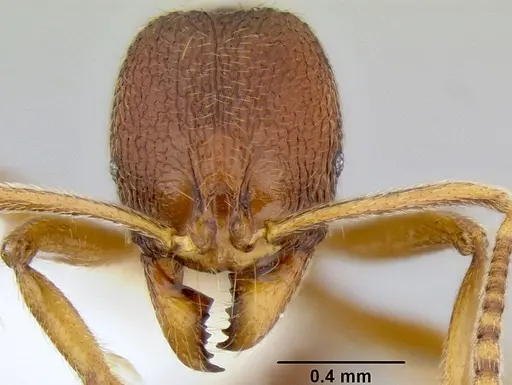 Stenamma manni specimen CASENT0605081 image casent0605081_2