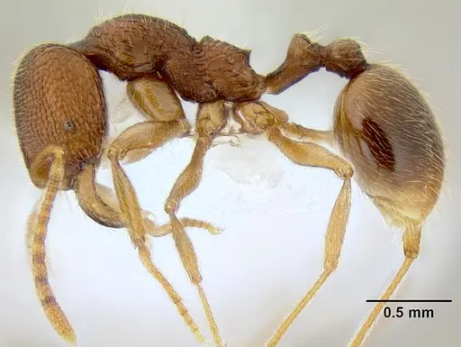 Stenamma manni specimen CASENT0605081 image casent0605081_3
