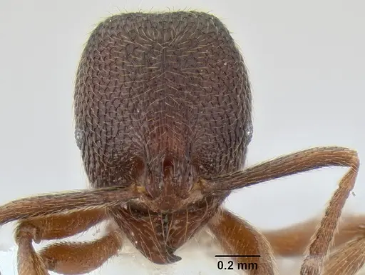 Stenamma manni specimen CASENT0605410 image casent0605410_2