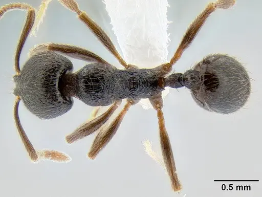 Stenamma manni specimen CASENT0605493 image casent0605493_1