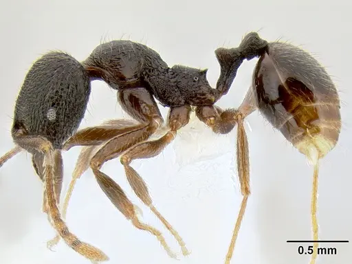 Stenamma manni specimen CASENT0605493 image casent0605493_4