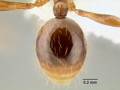 Stenamma manni specimen CASENT0605527 image casent0605527_2