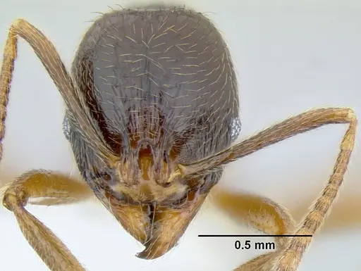 Stenamma manni specimen CASENT0605527 image casent0605527_3