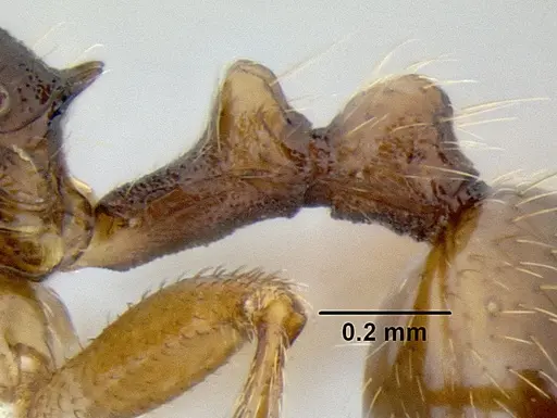 Stenamma manni specimen CASENT0605527 image casent0605527_5
