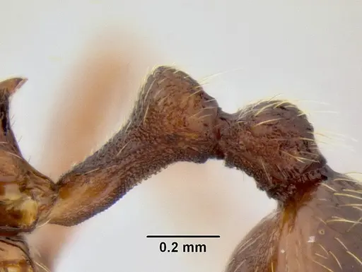 Stenamma manni specimen CASENT0605592 image casent0605592_4