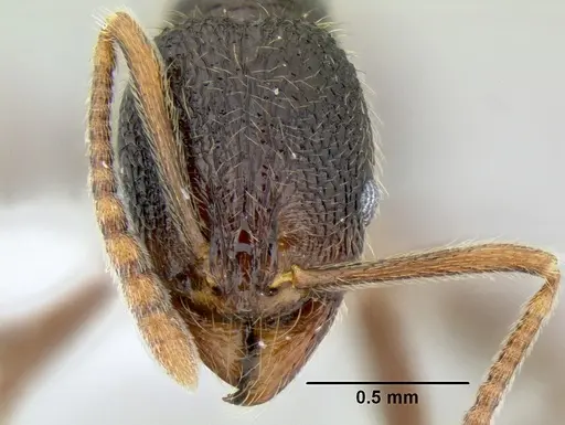 Stenamma manni specimen CASENT0606975 image casent0606975_3