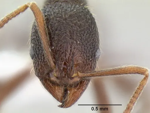 Stenamma manni specimen CASENT0606975 image casent0606975_4