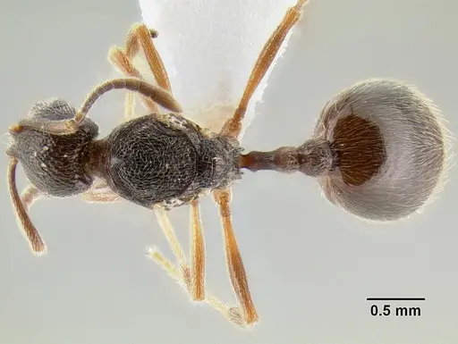 Stenamma manni specimen CASENT0607004 image casent0607004_1