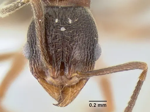 Stenamma manni specimen CASENT0607004 image casent0607004_2