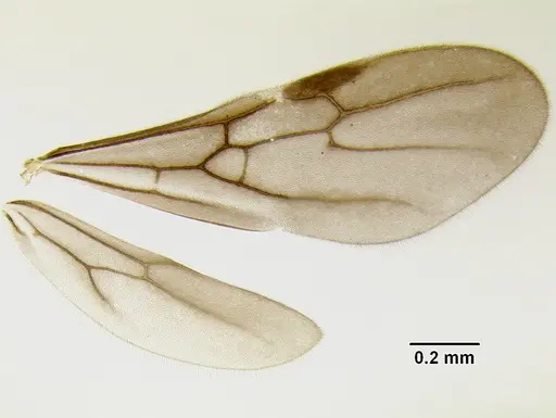 Stenamma manni specimen CASENT0607004 image casent0607004_4