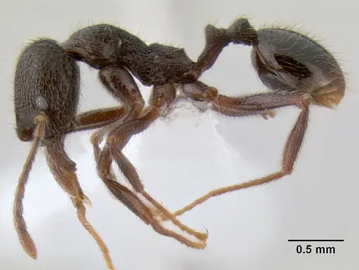 Stenamma manni specimen CASENT0622740 image casent0622740_3