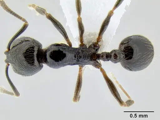 Stenamma maximon specimen CASENT0603886 image casent0603886_1